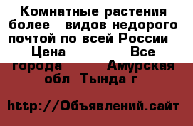 Комнатные растения более200видов недорого почтой по всей России › Цена ­ 100-500 - Все города  »    . Амурская обл.,Тында г.